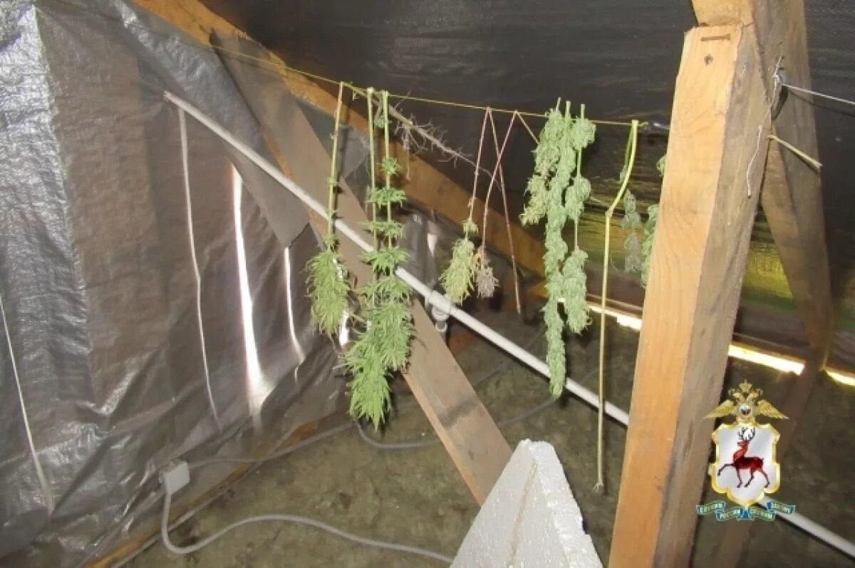    Нижегородского электромонтера задержали за выращивание марихуаны