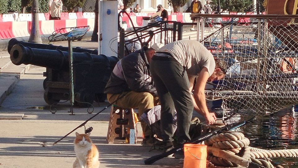 Балаклавские котики