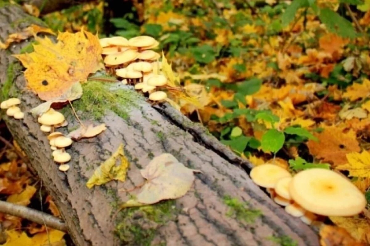   Несколько туляков заблудились, отправившись за грибами в лес