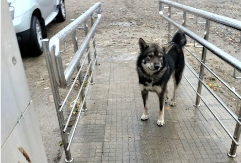 Пост в городском паблике:"Бегает по Заводской. Может кто знает,чья собака?"