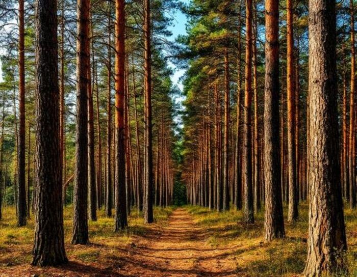 Иллюстрация: сгенерировано нейросетью