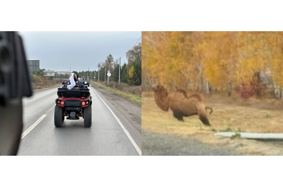    Верблюд на трассе, хамство в транспорте и свадьба на квадроциклах: что обсуждают ижевчане в соцсетях 24 октября