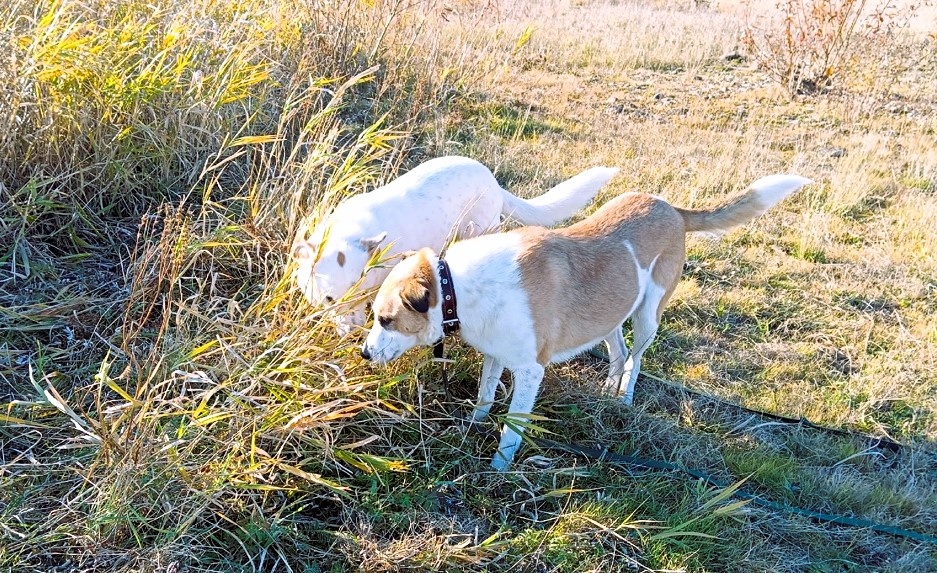 Вместе с Умкой и Голди ищем ответы на вопросы