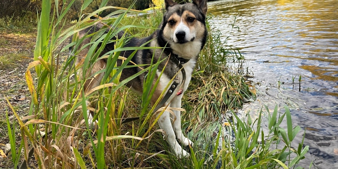 Пятница в приюте для собак - это междумясной день