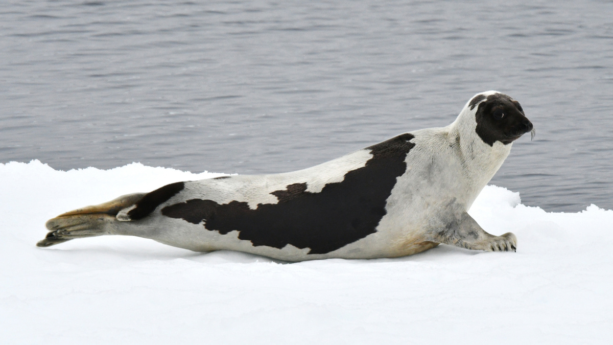     Фото: Agami Photo Agency/Shutterstock/FOTODOM Международный союз охраны природы (МСОП) внес новые коррективы в Красную книгу, повысив охранный статус трех видов арктических тюленей.