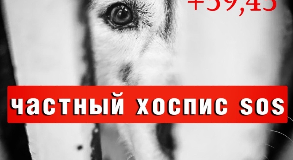 День "Хвостика" для хвостиков, помогите прокормить ХОСПИС!