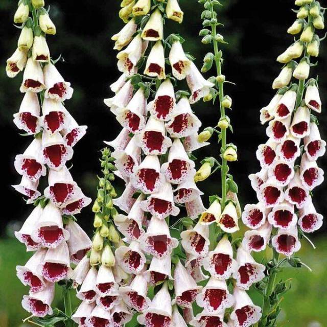 Наперстянка