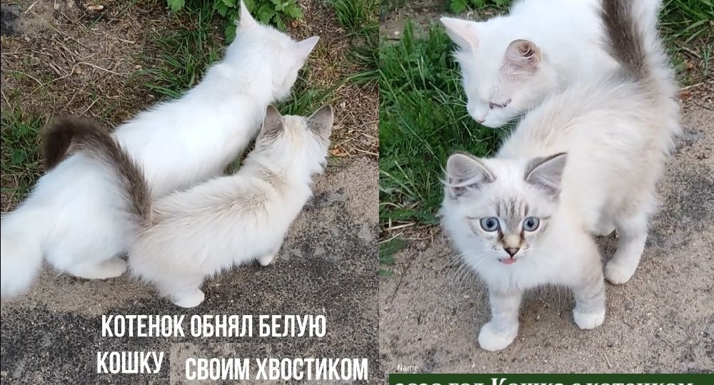 Почему мы не взяли «бездомную» белую кошку
