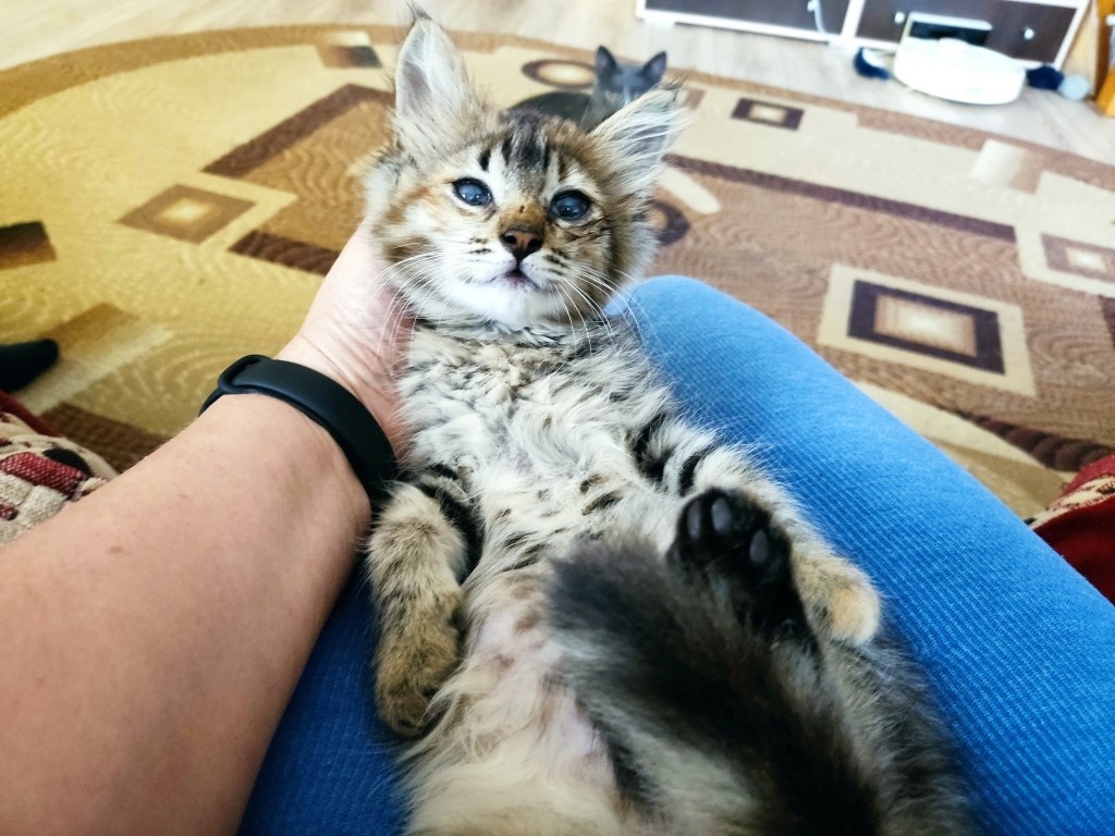 Марфуша — точная копия нашего Васьки...