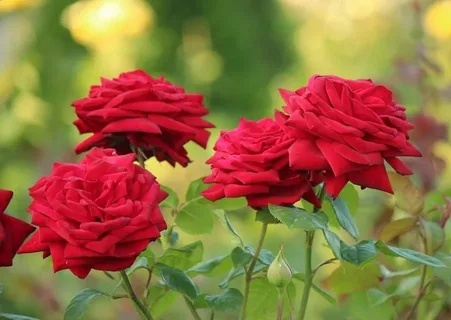    «Цветоводы вряд ли поддержат решение своих политиков». Евросоюз запретил продавать в Россию азалии и розы