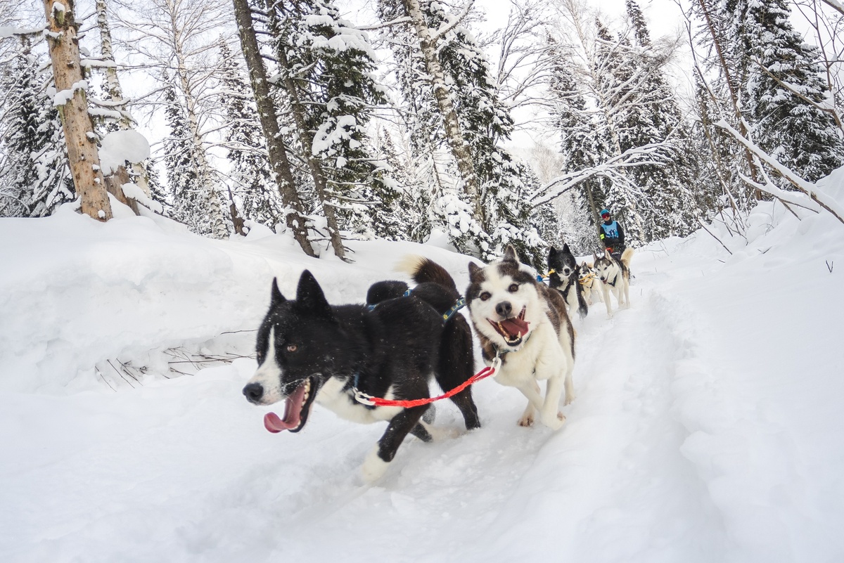 Катание на Хаски в упряжках в Шерегеше на Секторе Е