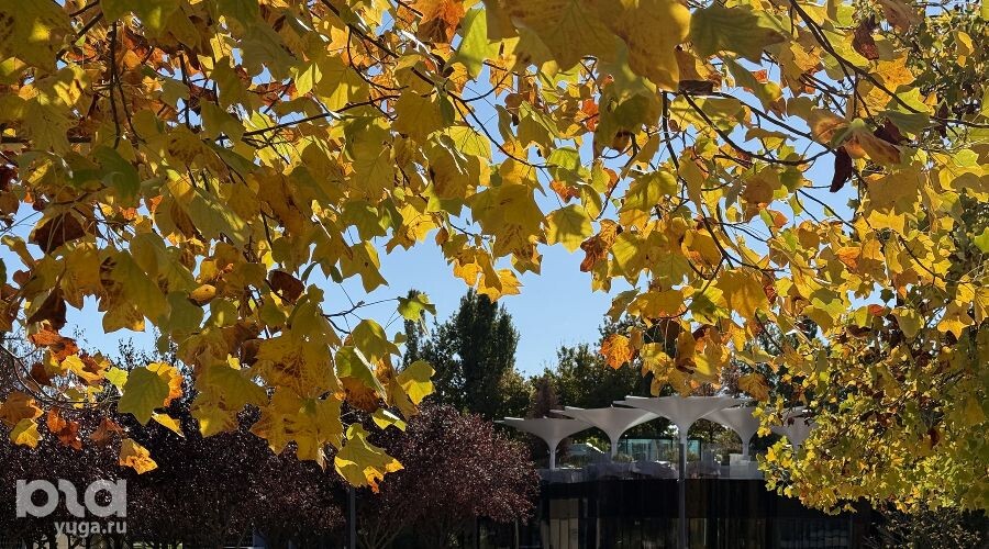     По пути в ресторан Фото Марины Солошко, Юга.ру