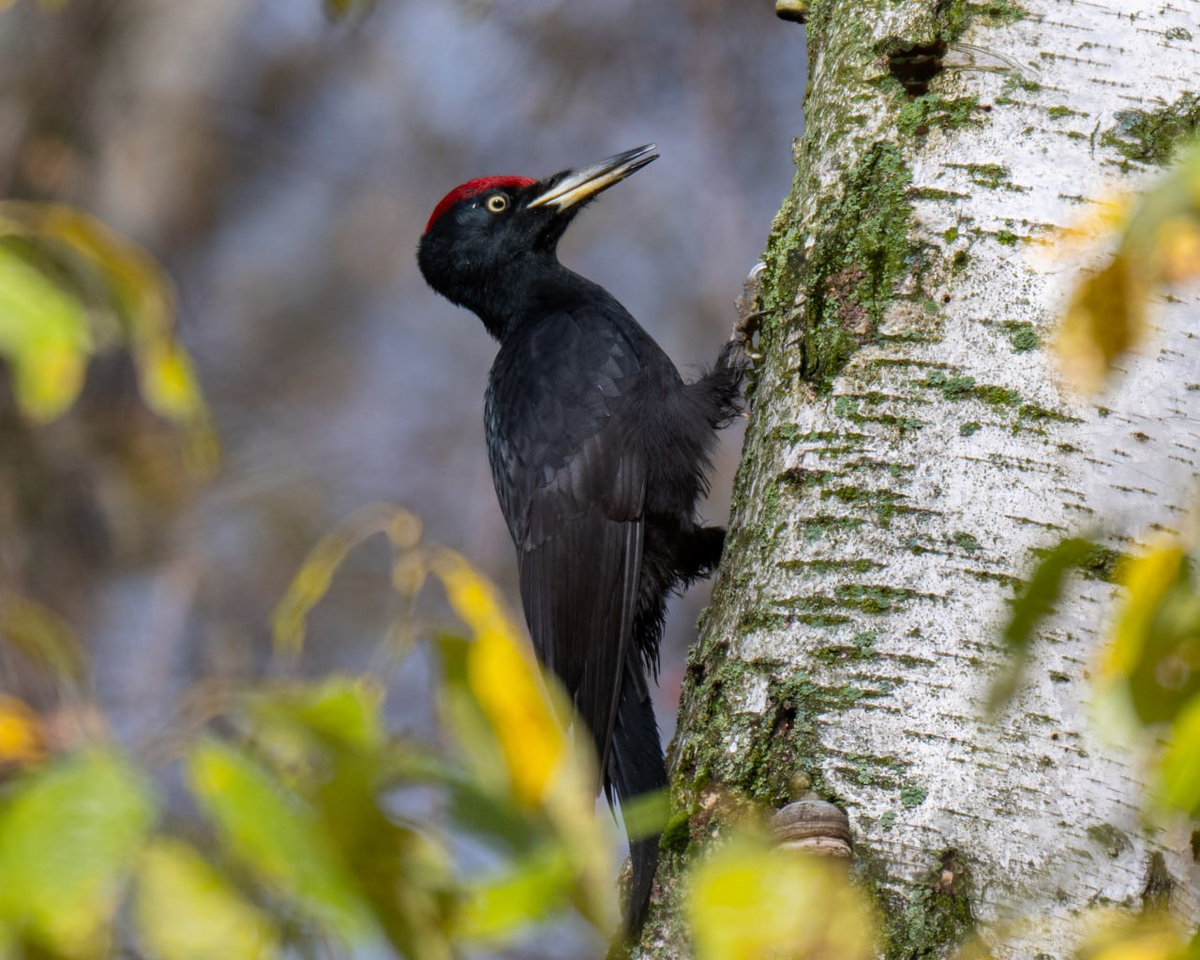 Наши птицы Горенского леса и лесов ГО Балашиха