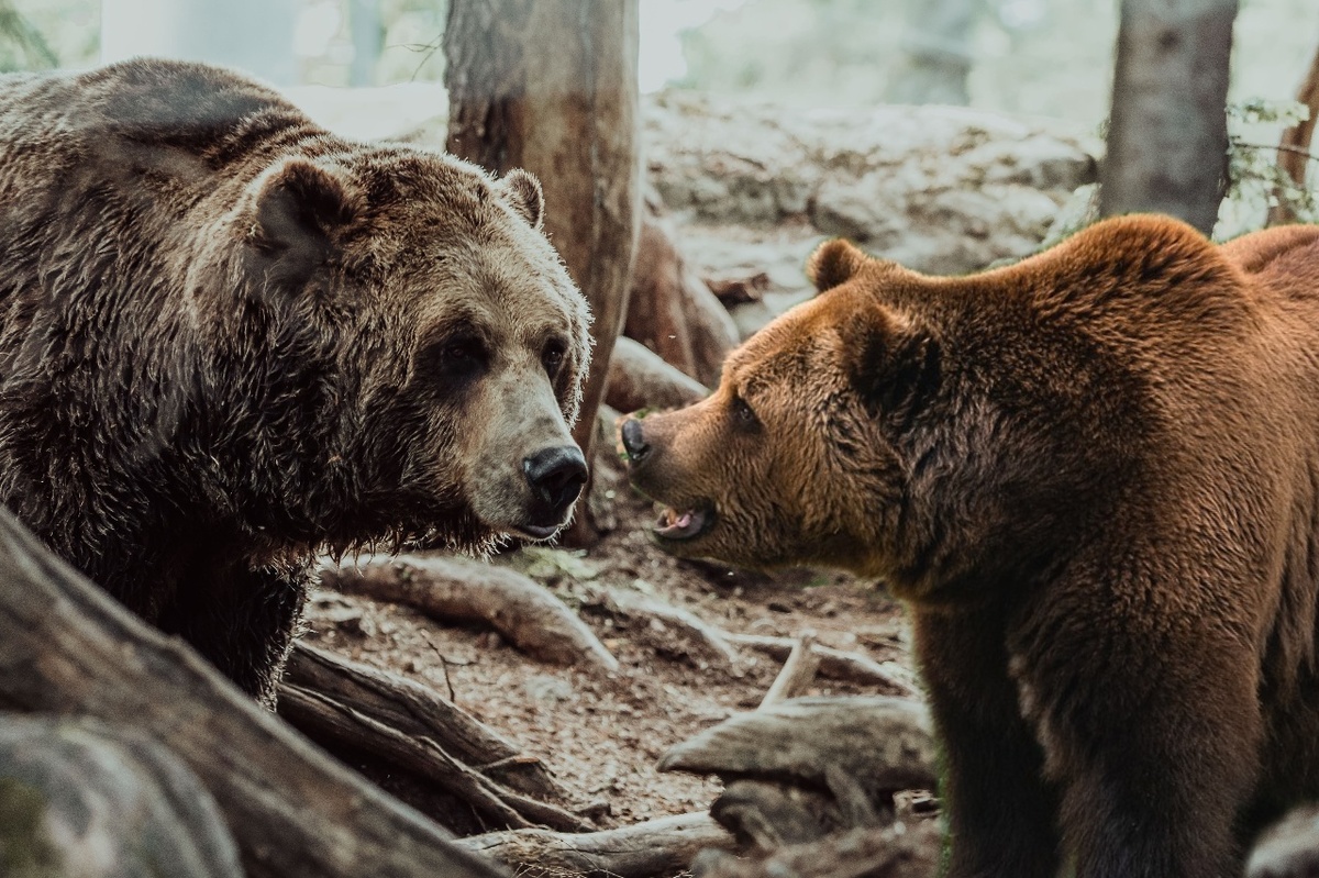 Бурый медведи могут проходить сотни киллометров в поисках свободных участков.