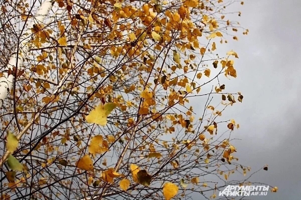    До +8 °С потеплеет на предстоящих выходных в Удмуртии