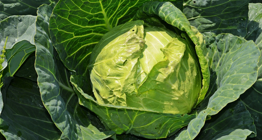    Нашла метод, чтобы не чернела, не вяла и не гнила в погребе: 3 "неправильных" хитрости для плохого погреба