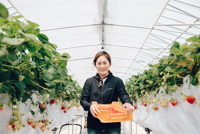 Почему фрукты в Японии такие редкие и дорогие