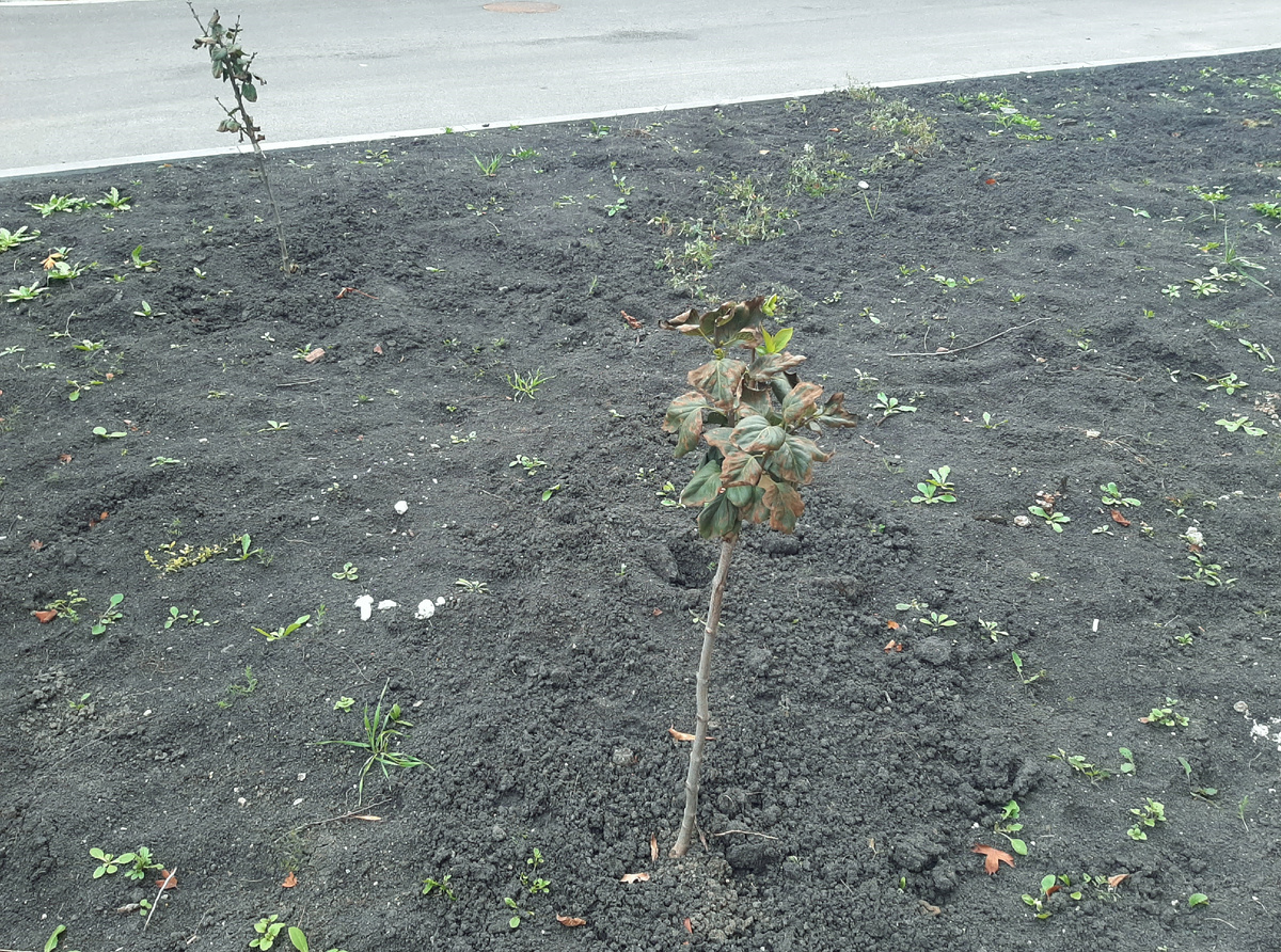 Какого цвета и сорта сирени будет сюрпризом