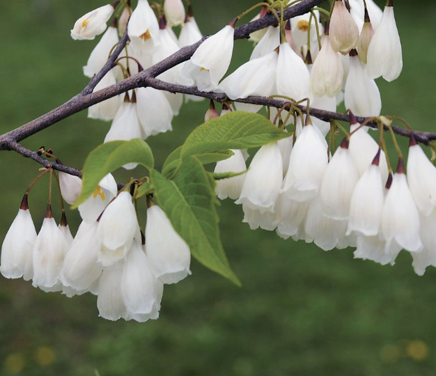 Целое дерево ландышей - такое растение давно цветет в Москве, удивляя и восхищая своим видом. Для средней полосы России