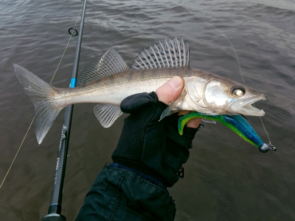 Хоть крючок и снаружи. но была именно полноценная поклевка!