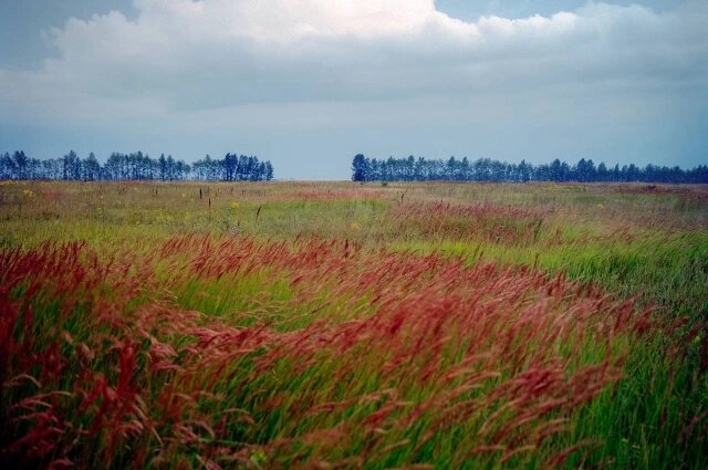    Поле битвы. Фото: Пресс-служба Государственного музея-заповедника "Куликово поле"