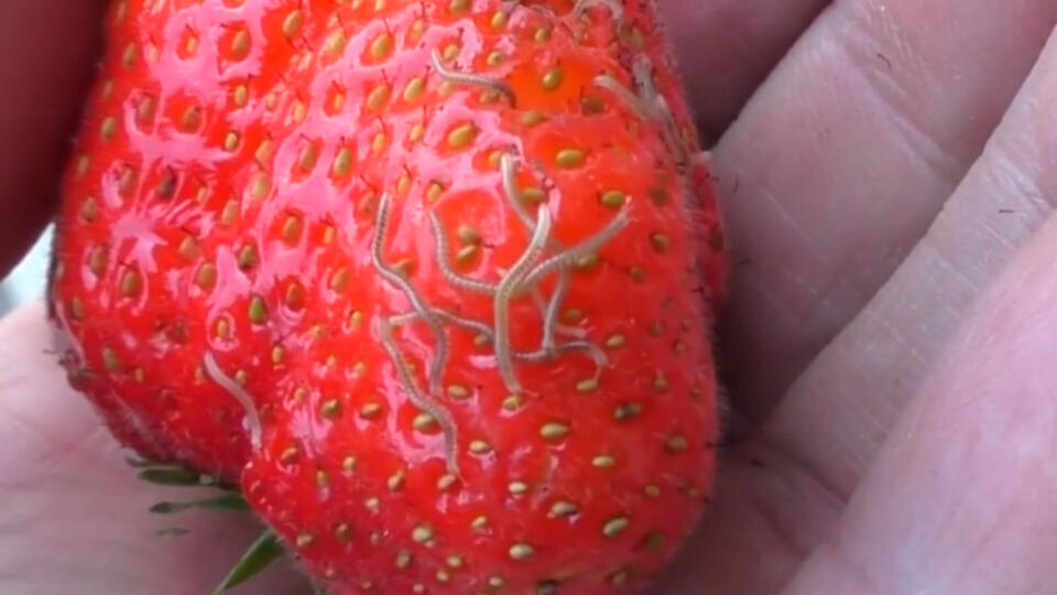 ФОТО: Кадр из программы "Как устроен мир", РЕН ТВ