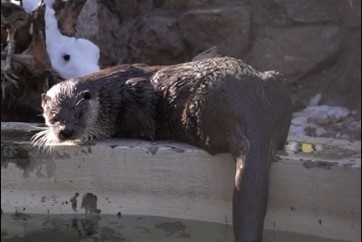    Фото: Новосибирский зоопарк