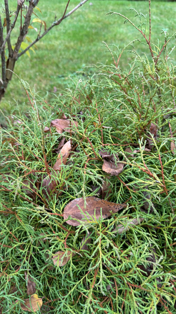 Туя Боулинг Болл 