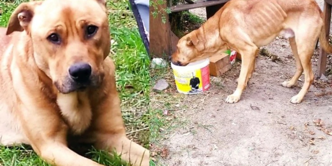 Привязанную к дереву истощенную собаку нашли в Крыму