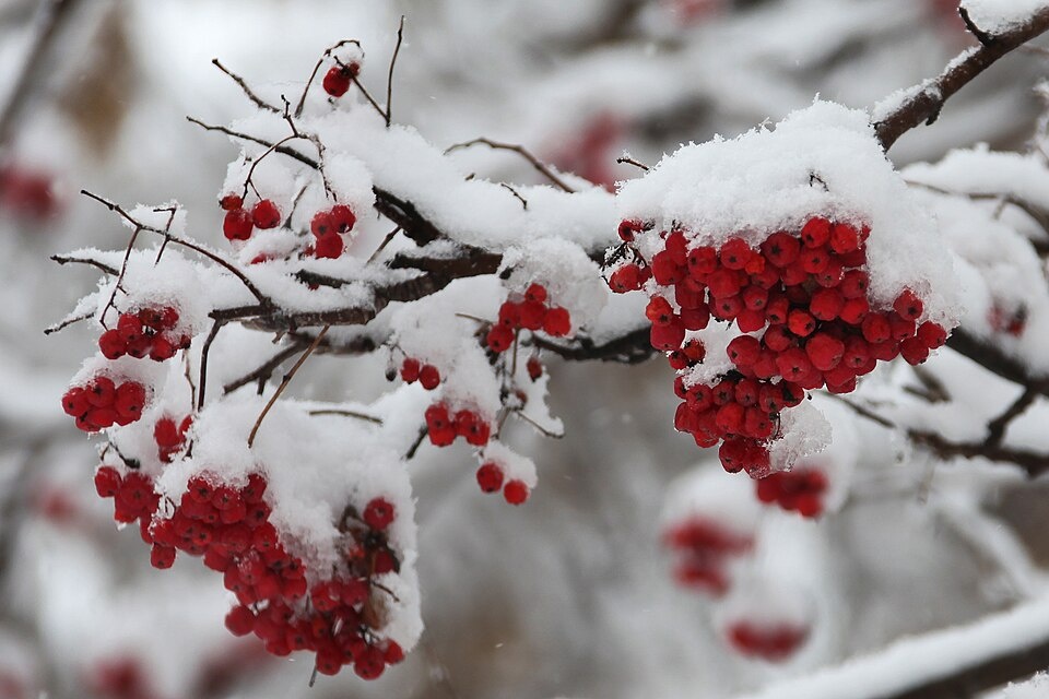 фото: DMyshkin/wikimedia