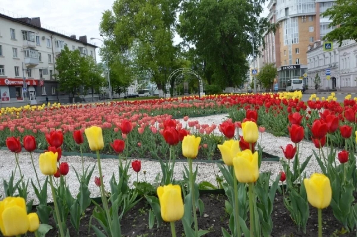    Санкции едва не оставили Ульяновск без тюльпанов