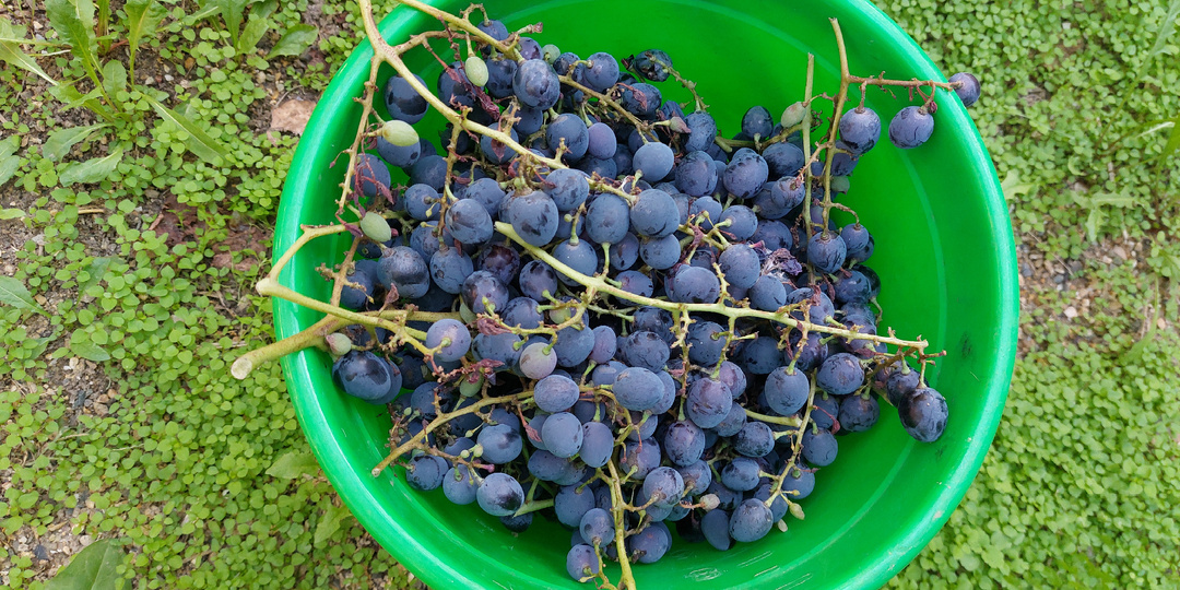 Мои виноградные запасы на зиму. Полный список