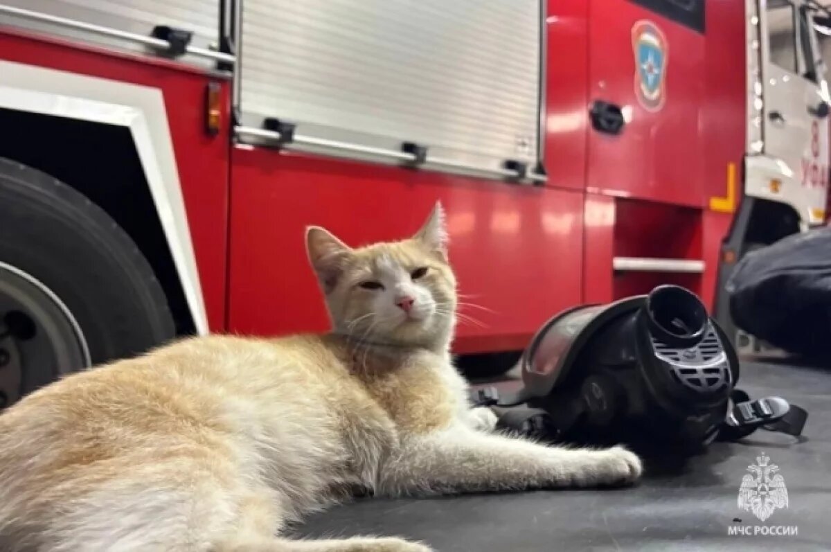    Бездомный кот стал талисманом пожарной части в Уфе