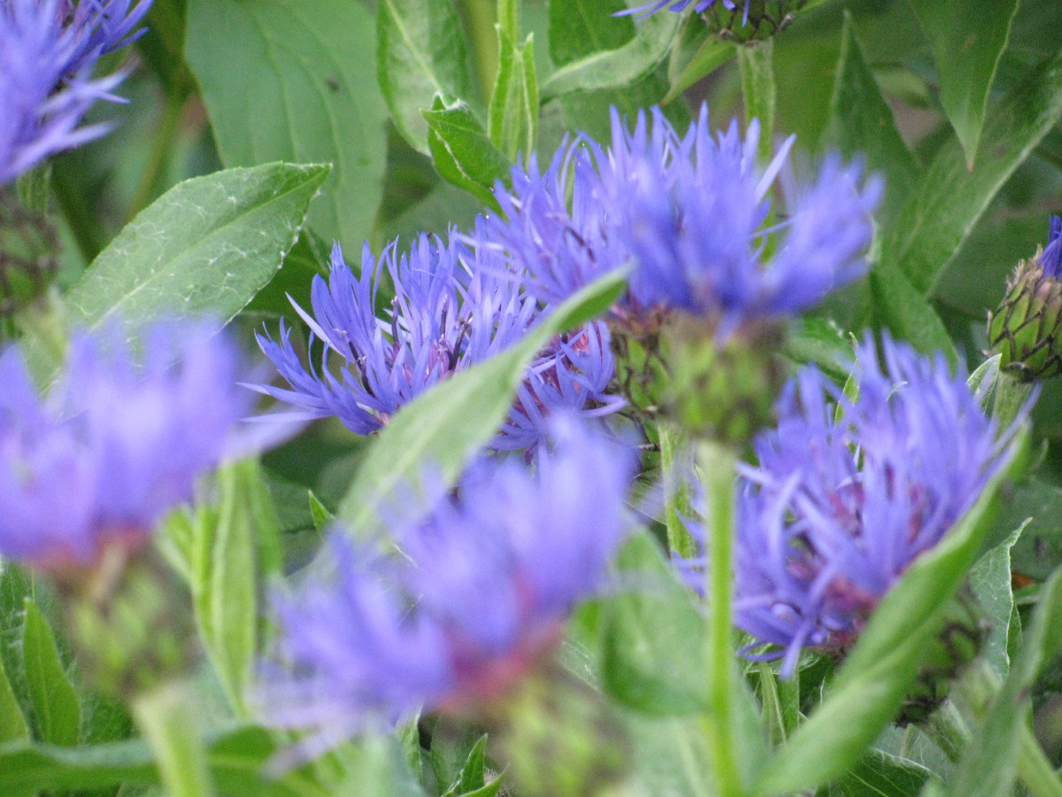 Васильки способны переносить низкие температуры до - 5 градусов.