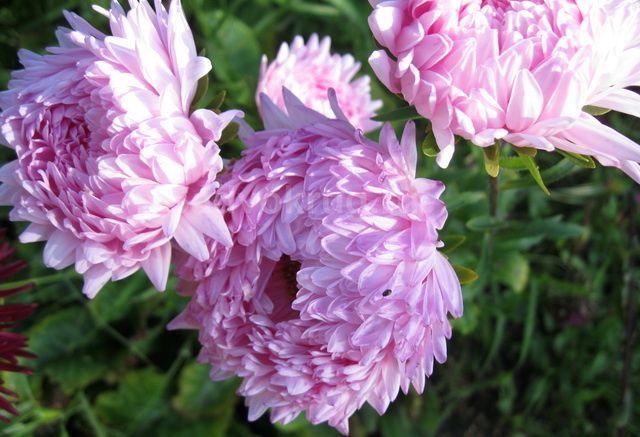 Астры быси посеяны под зиму