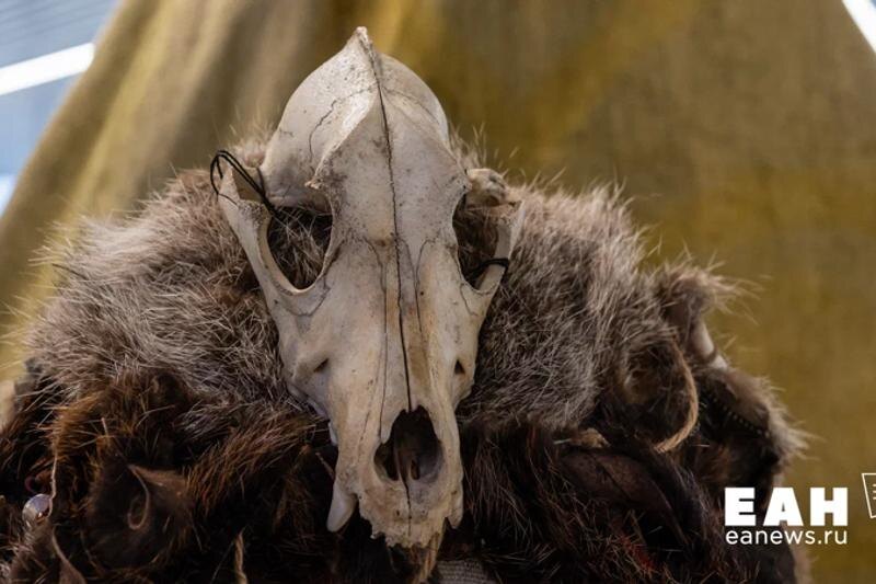    ЕАН. Череп животного