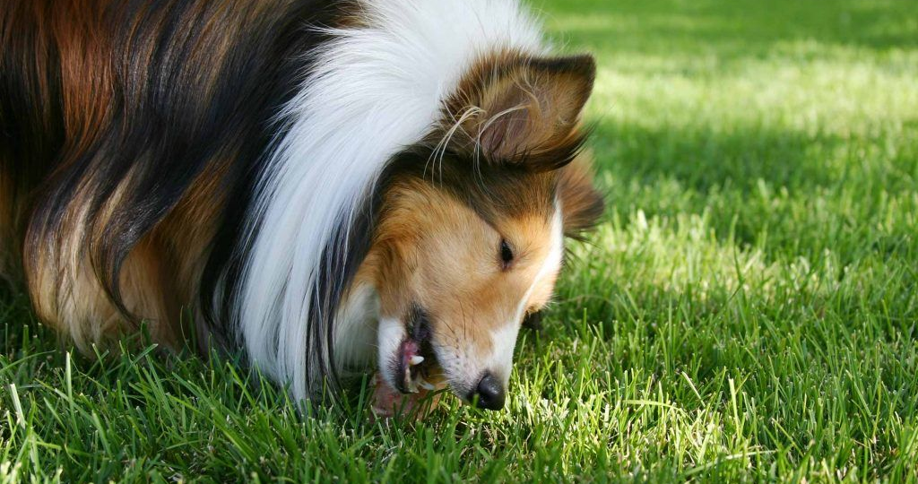 Опасный перекус: что собака не должна подбирать с земли