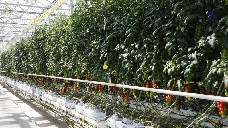      Фото: Дмитрий Ахмадуллин / / ИА «Победа26»