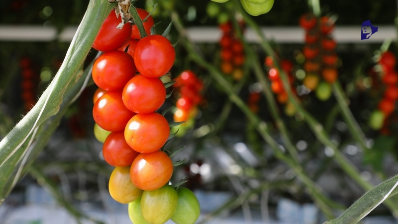    На экоферме выращивают ягоды и овощи Фото: ИА «Победа26»