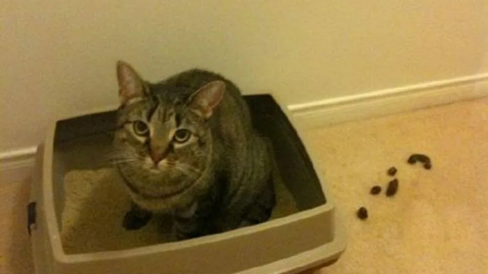 Кошка игнорирует лоток? Возможно, вы совершаете эти 3 роковые ошибки