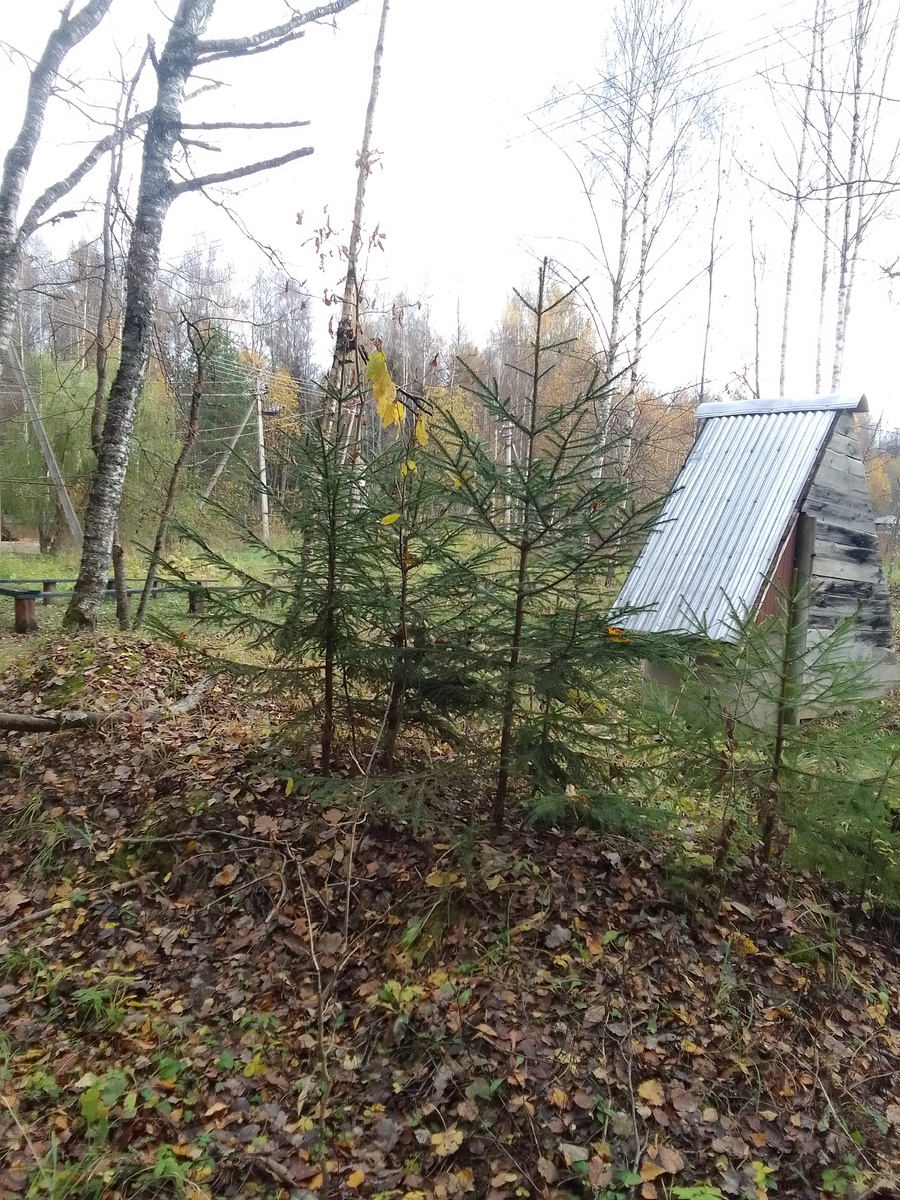 Ёлочки на ДОТе 