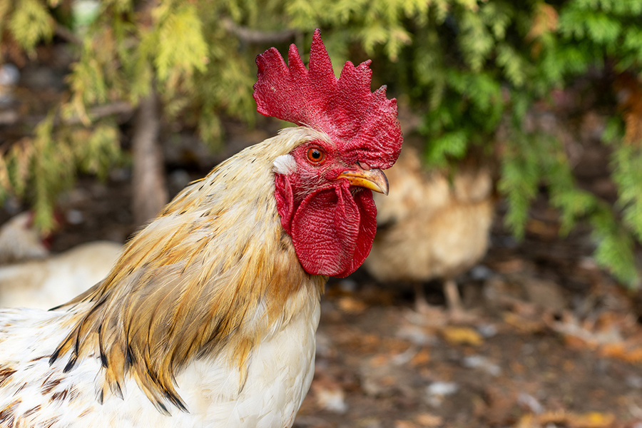    © Фотобанк Лори