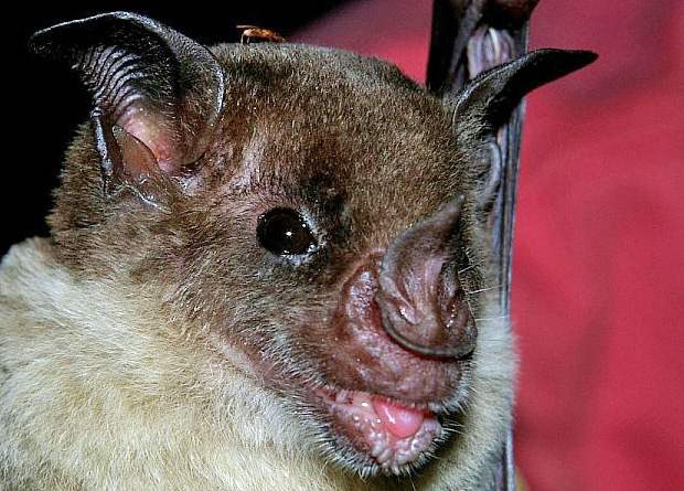 Как летучие мыши «видят» с помощью звука?

Этот процесс можно сравнить с «звуковой картой» окружающего пространства. Отражённые ультразвуковые волны дают животному информацию о размере, форме, расстоянии и даже скорости движения объектов вокруг. По сути, летучая мышь слышит мир вместо того, чтобы видеть его глазами. Благодаря этому они ловко маневрируют в темноте, избегают препятствий и находят добычу, например, насекомых.