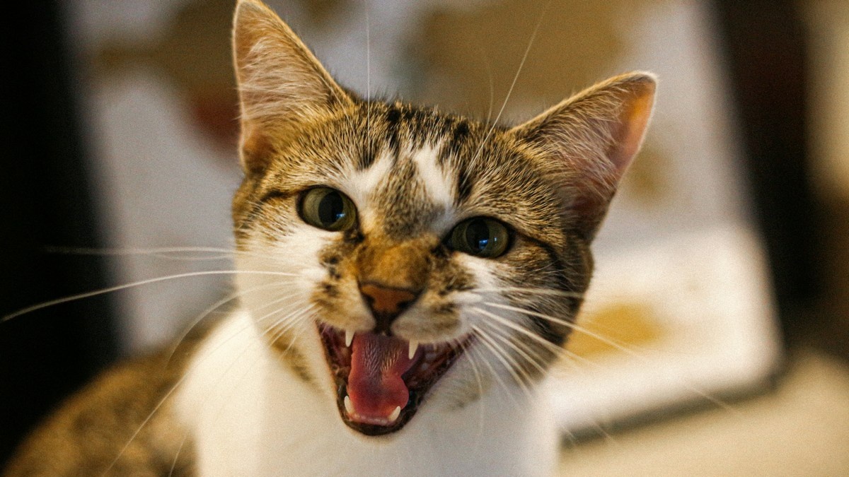 Картинки Яндекс