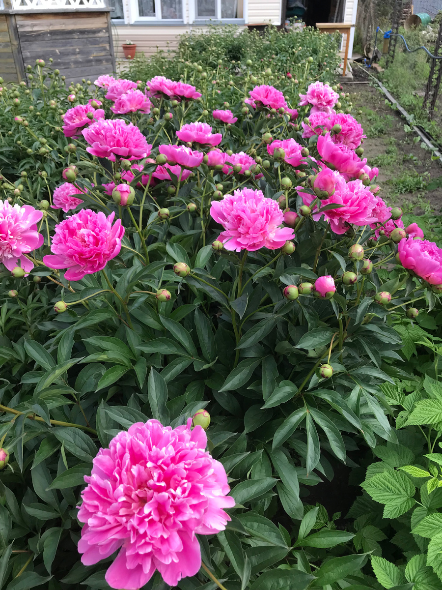 Неизвестные розовые сорта пионов. Очень похож на Сорт Александр Флеминг. 