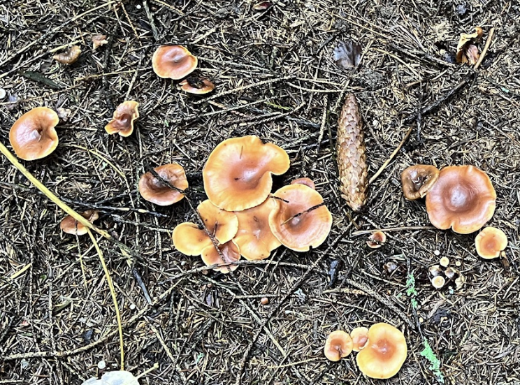 Говорушка рыже-бурая если быть точной, потому что перевернутая  растет в лиственных лесах. Но теперь они - один вид.