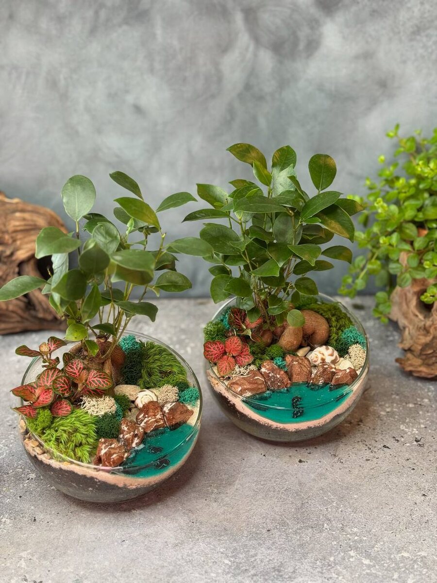 Примеры флорариумов с водоемом и бонсай🌳