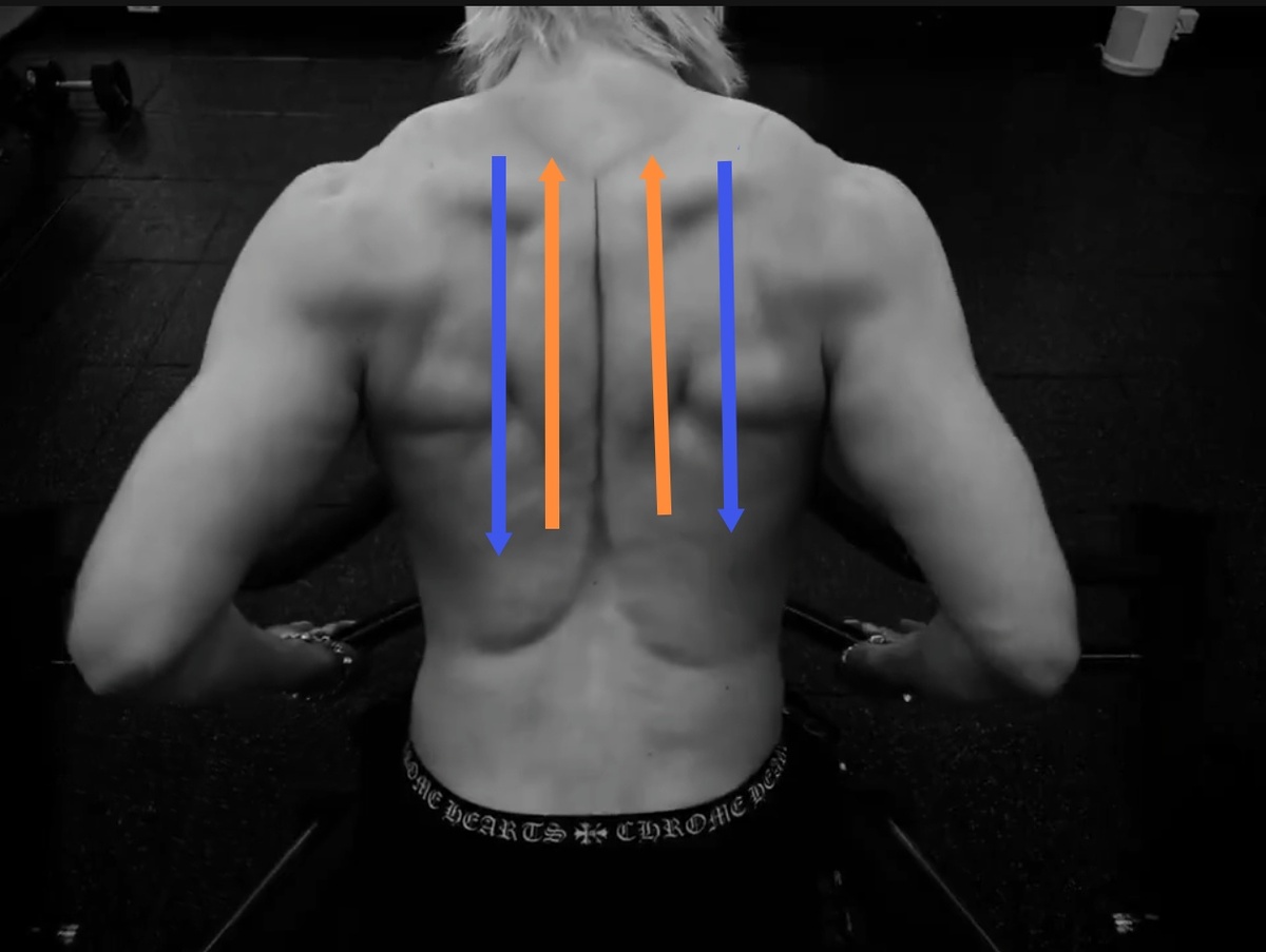 По терракотовым стрелочкам сведенные лопатки синхронно вверх, по синим - синхронно вниз.