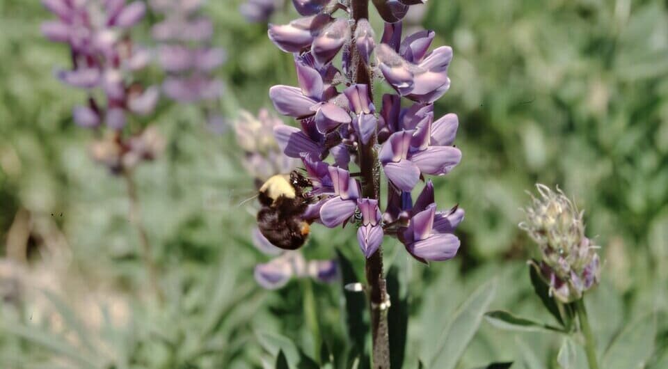   Robbin W. Thorp / UC Davis