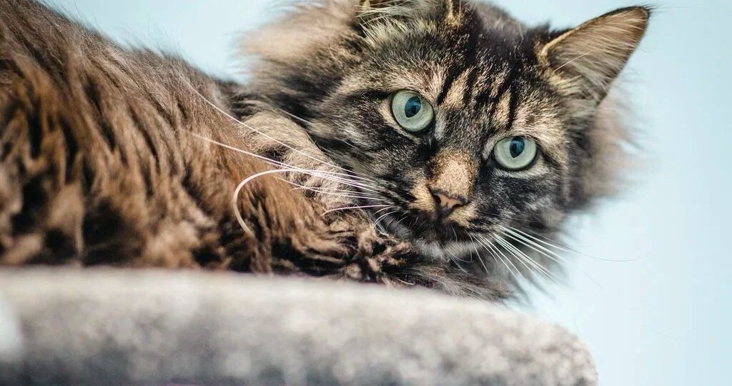 Так обидно за них. Социальные, умнейшие, ласковые… А люди бояться брать. У людей страх одного слова